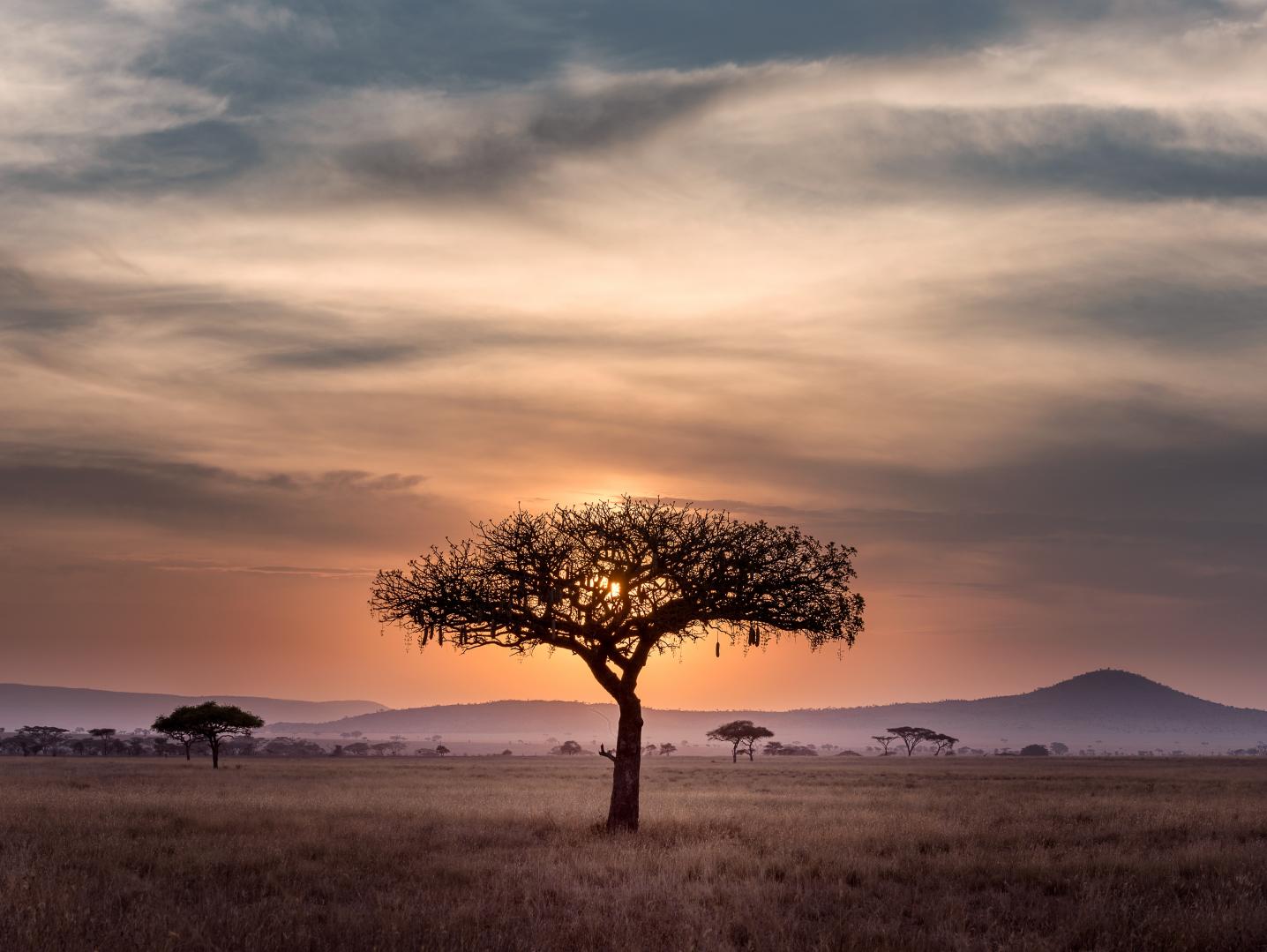 Home to Africa
