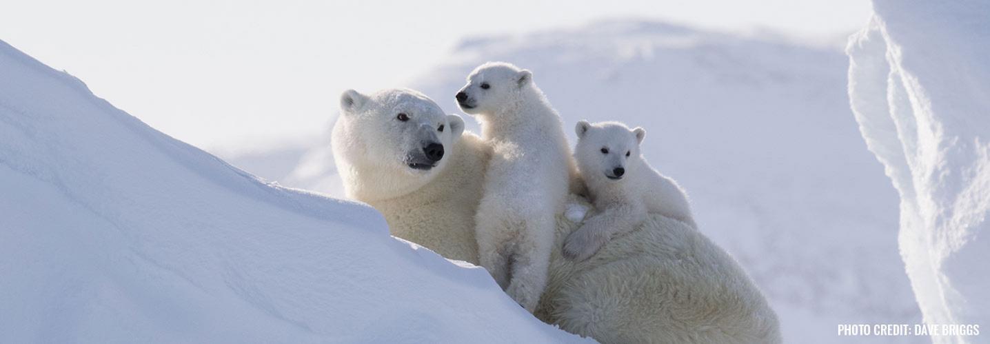 Arctic Kingdom