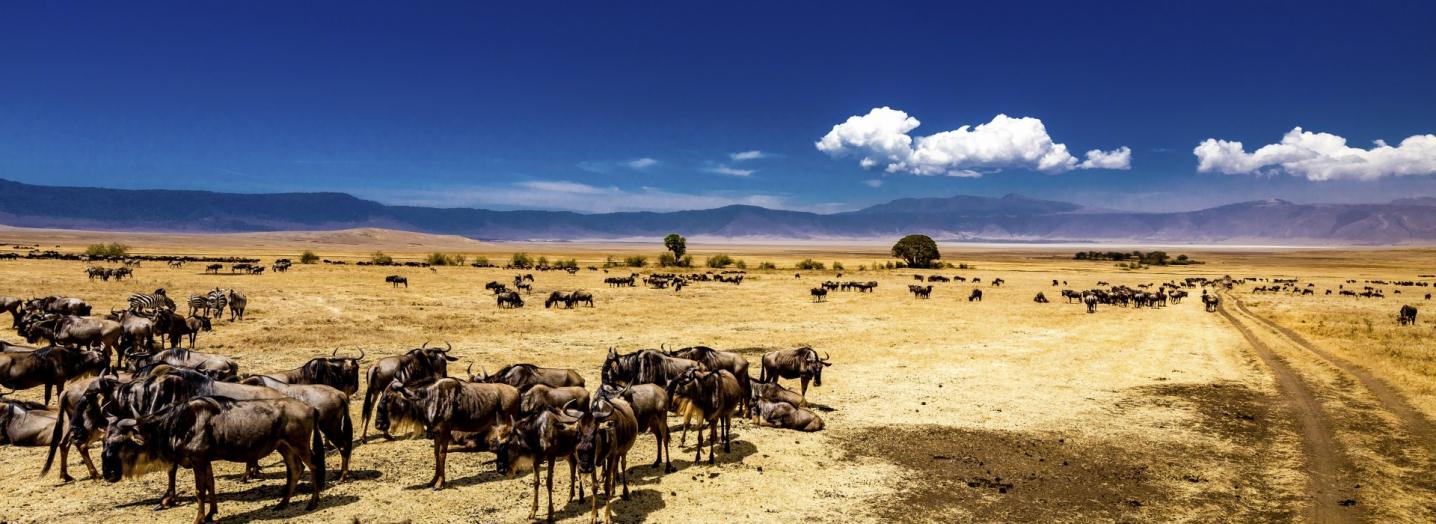 Africa Journeys Escapes
