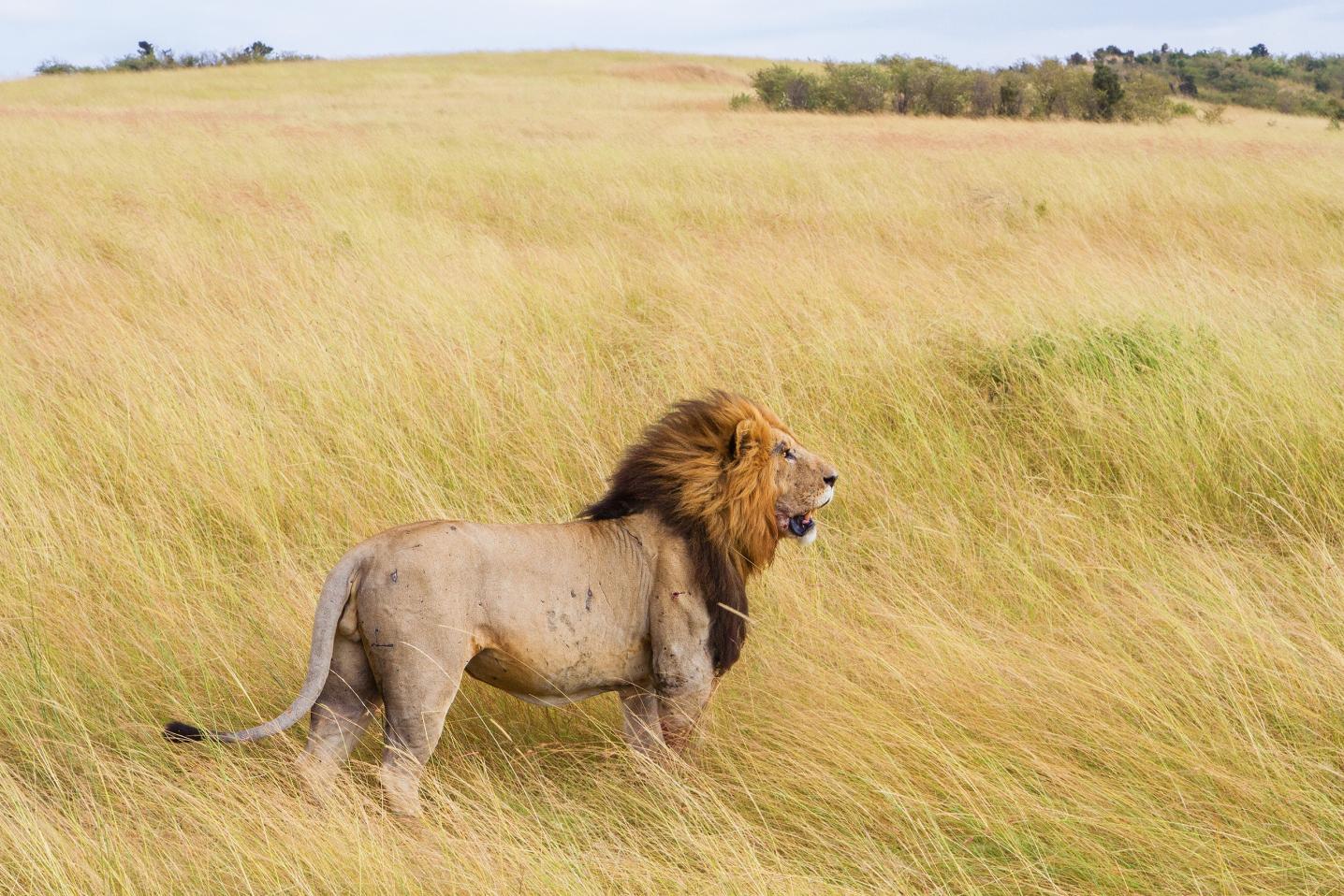 Mount Kenya Adventures