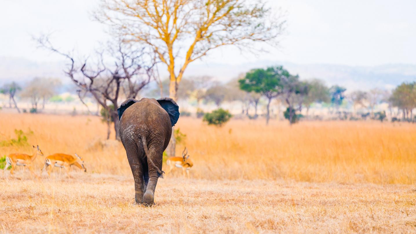 Wonders of Creation Tours and Safaris
