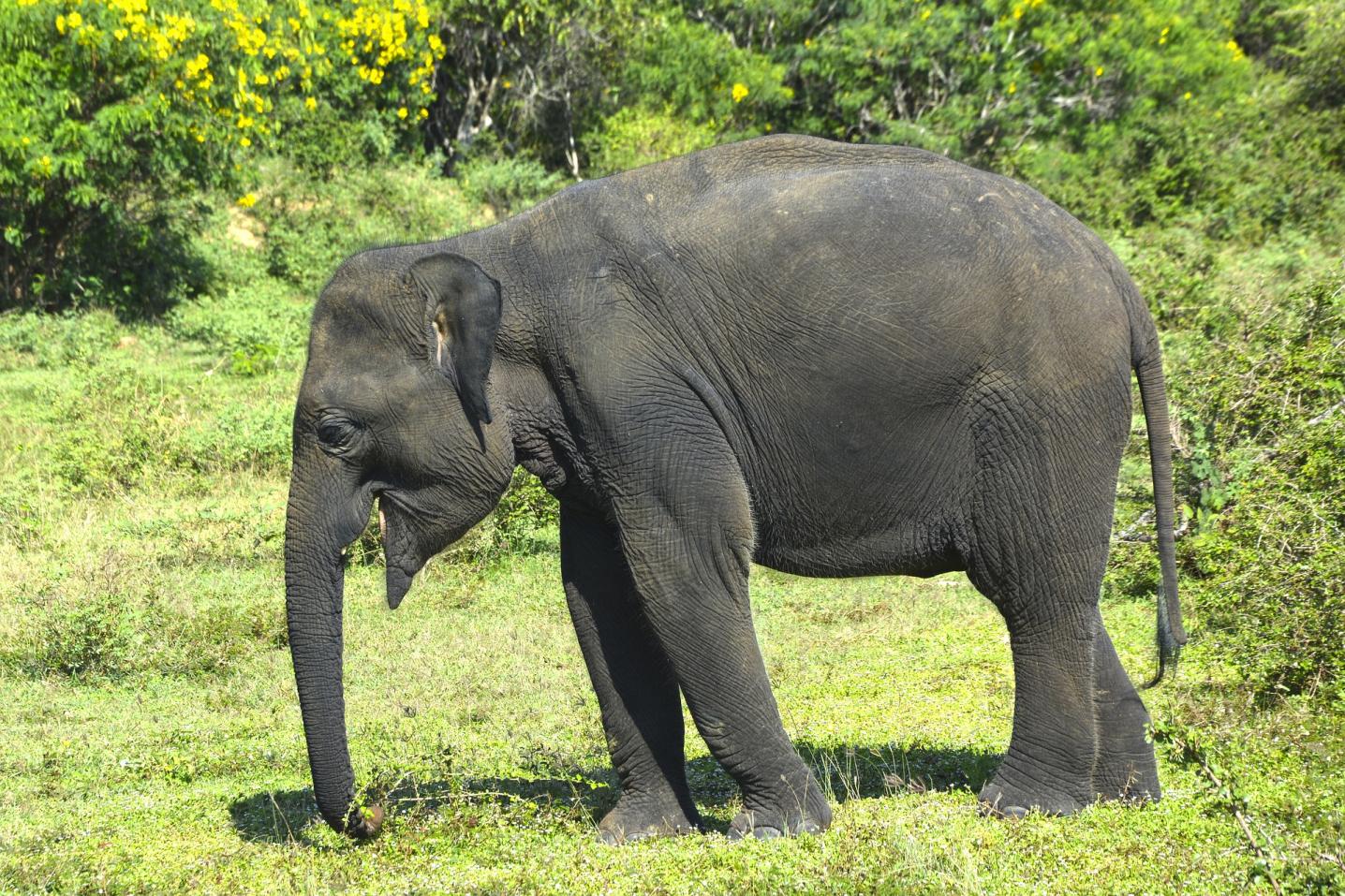 New Elegance Lanka Tours and Leisure