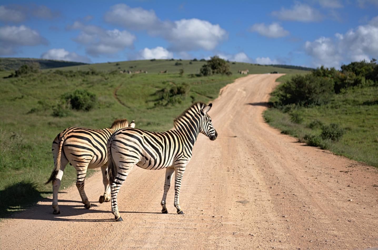 Professional Safari Africa