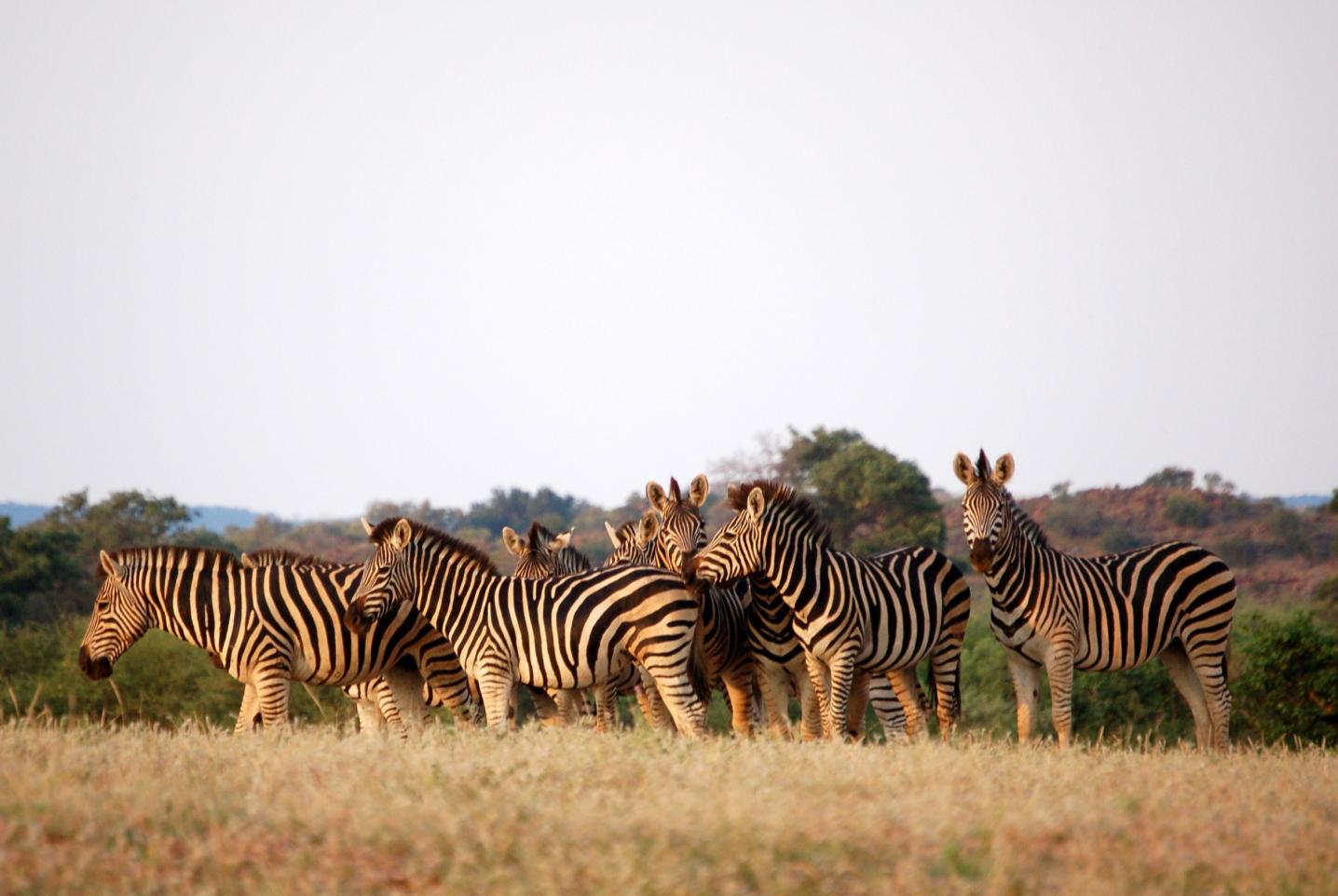 Outdoor African Tour Safari