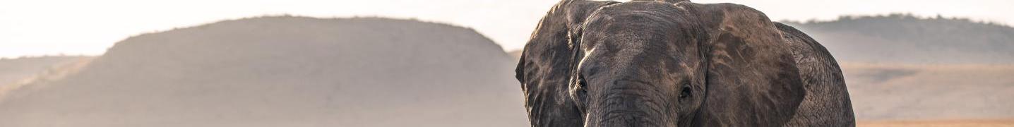 All TaraLight Safari Tours