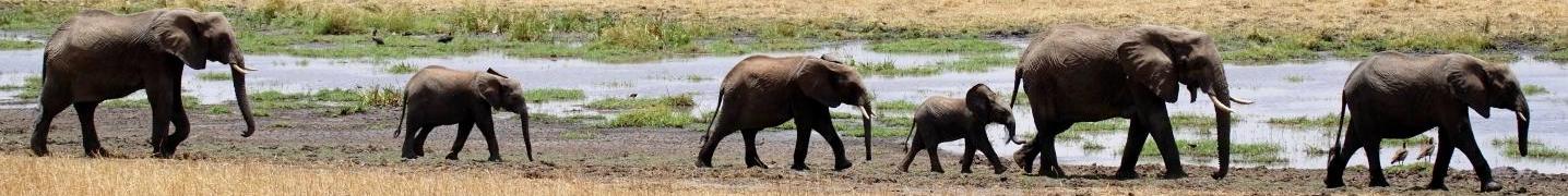 All Africa Joy Tours
