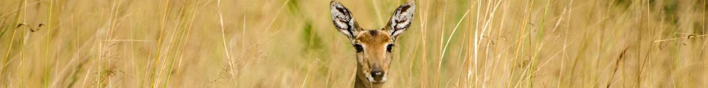 All Saso Uganda Safaris Tours