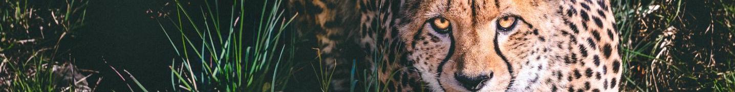 All Cheetah Safaris Africa Tours
