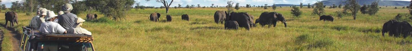 All Viva Africa Tours