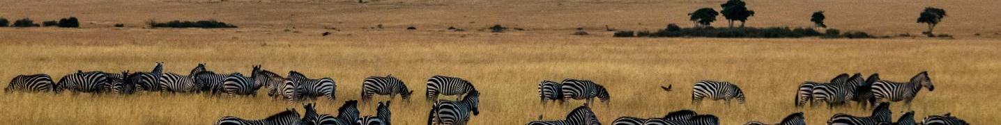 All Denllepe Tours and Safaris