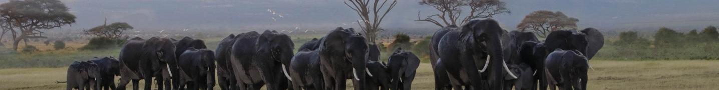 Best East African Safaris