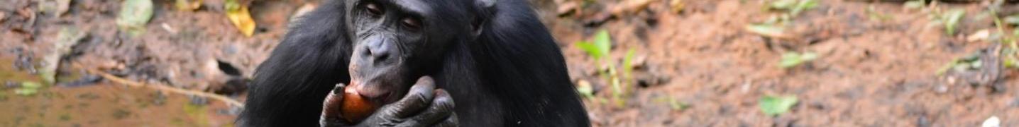 7 Day in DR of Congo Tours & Vacation Packages