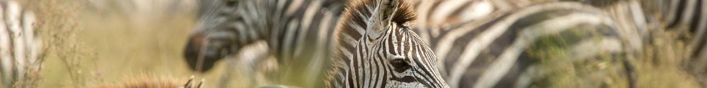 All African Travel Tours