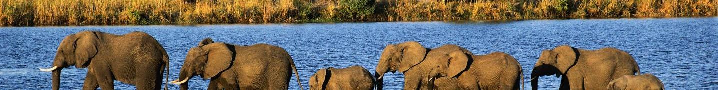 All Chameleon Safaris Namibia Tours