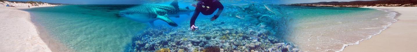 All Aussie Wanderer Tours