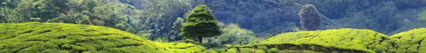 Western Ghats Tours & Trips 2018/2019