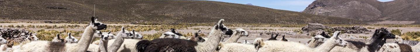 Peruvian Altiplano Tours & Trips