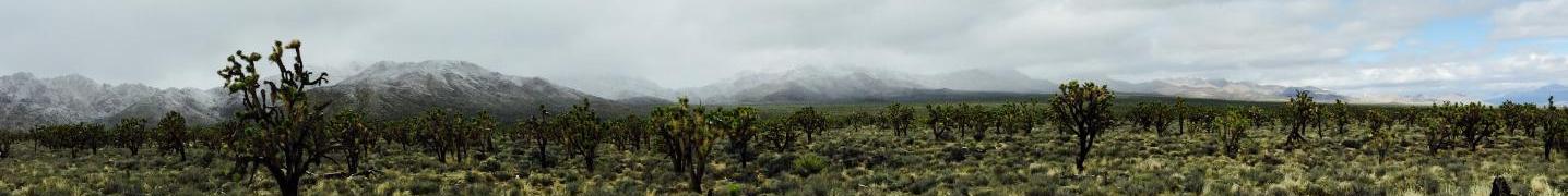 Mojave Desert Tours & Trips