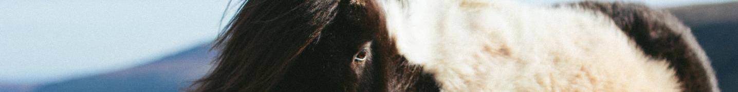 Shetland Islands Tours & Trips