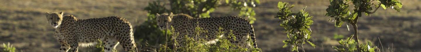Kruger National Park Tours & Trips 2019