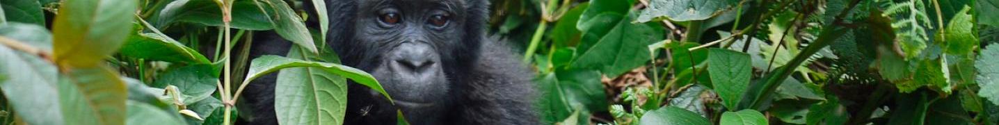 Bwindi National Park Tours & Trips 2019