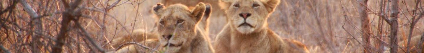 Masai Mara Tours & Trips 2019