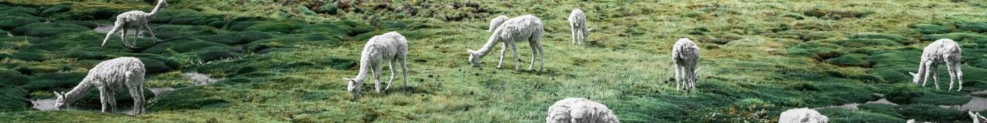 Colca Canyon Tours & Trips 2019/2020