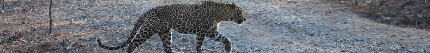 Safari Tours/Trips in India