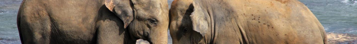 Best Safaris in Sri Lanka