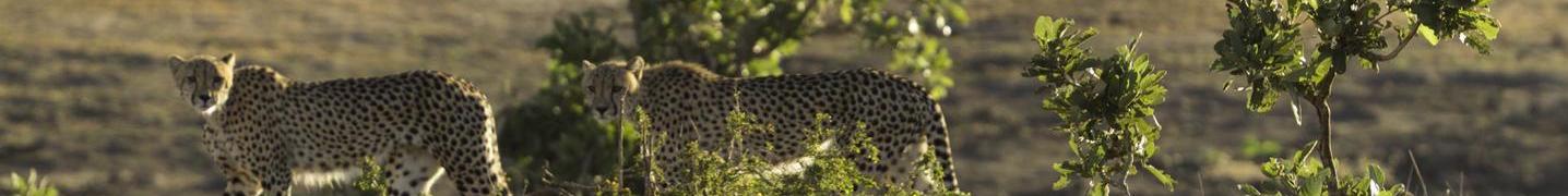 Tour Operators & Travel Companies in Kruger National Park