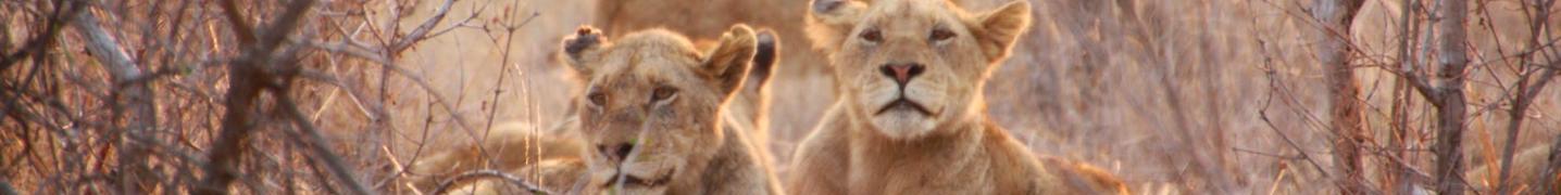 Tour Operators & Travel Companies in Masai Mara