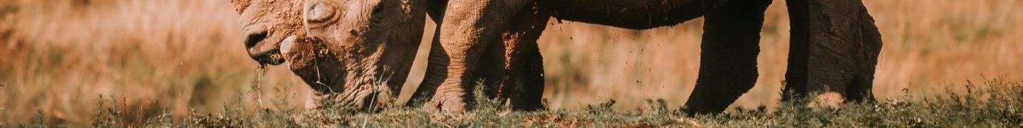 Etosha National Park Tours