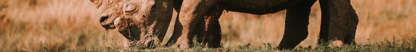 Tour Operators & Travel Companies in Etosha National Park