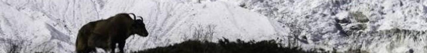 All Adventure Himalayan Travels Tours