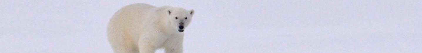 Arctic Deals and Discounts 2019/2020