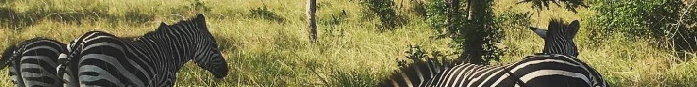 Rwanda Safari Tours
