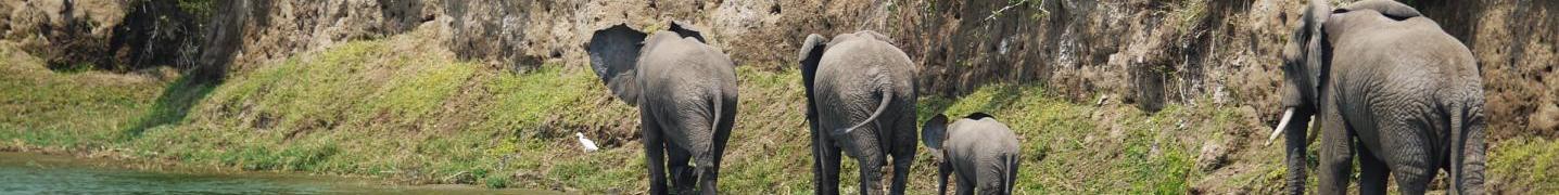 Wildlife Trekkings Tours & Trips