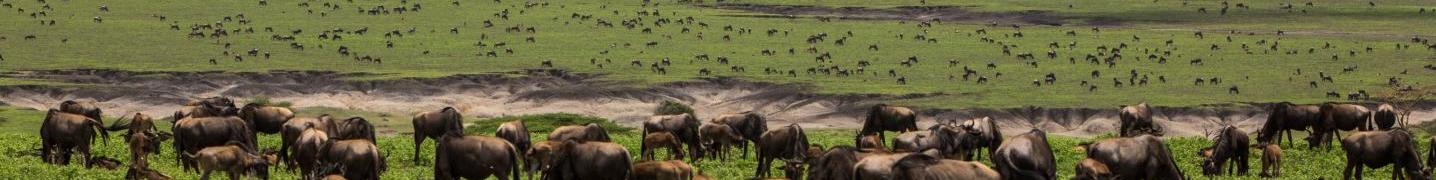Ngorongoro Safari