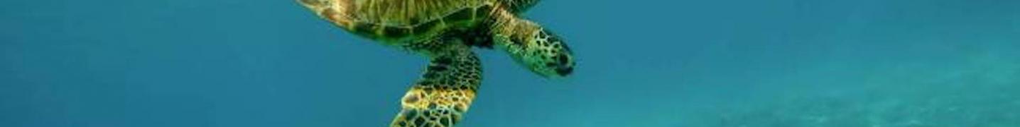 All MyTaiwanTour Tours