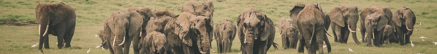 Safari Tours/Trips in Zimbabwe
