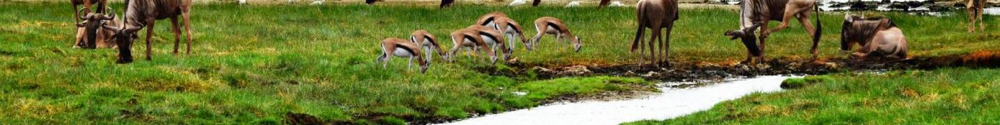 All Youth Adventures & Safaris Tours