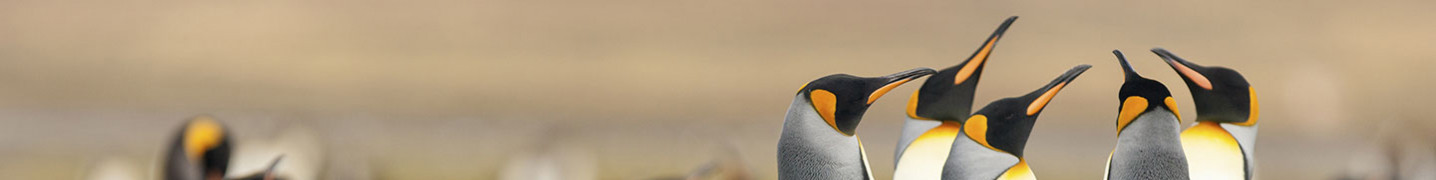 Falkland Islands Tours and Trips 2018/2019