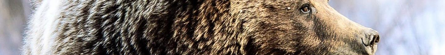 All BrushBuck Wildlife Tours