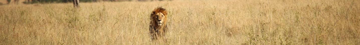 All Migration Venture Africa Tours