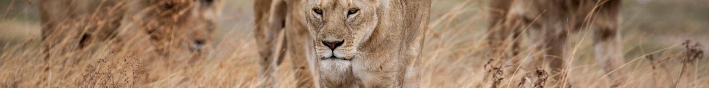 Royal Private Safaris Deals and Discounts 2019