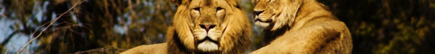 All Olives Travel & Tour Ghana Tours
