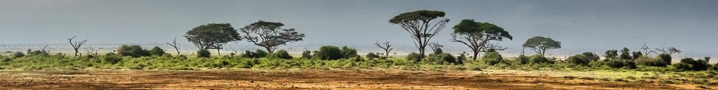 All Lappet Faced Safaris Tours