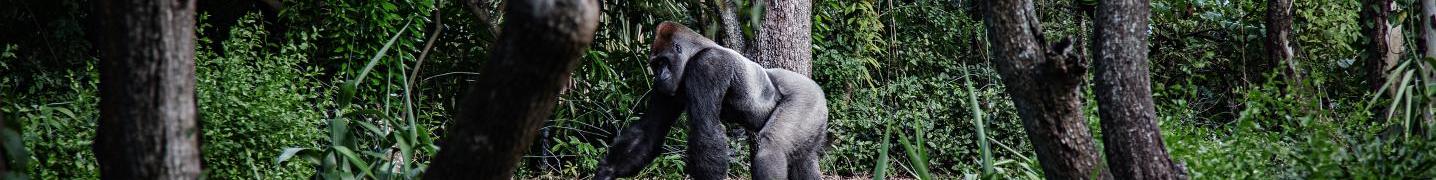 Bamboo Ecotours Deals and Discounts 2019/2020