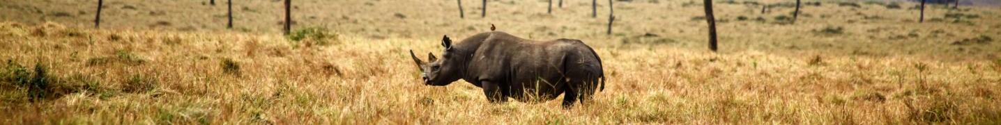 All Marek safari and tours