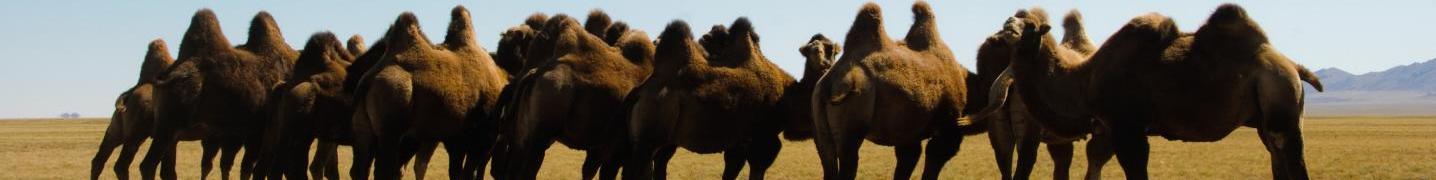 All Tour Mongolia Tours